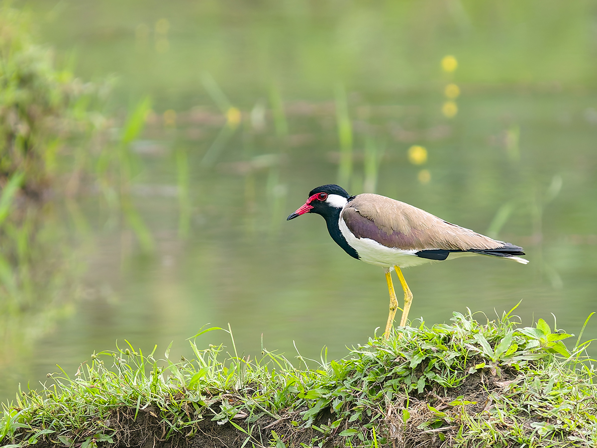 2025-04-07 019 Red-wattled Lapwing.jpg