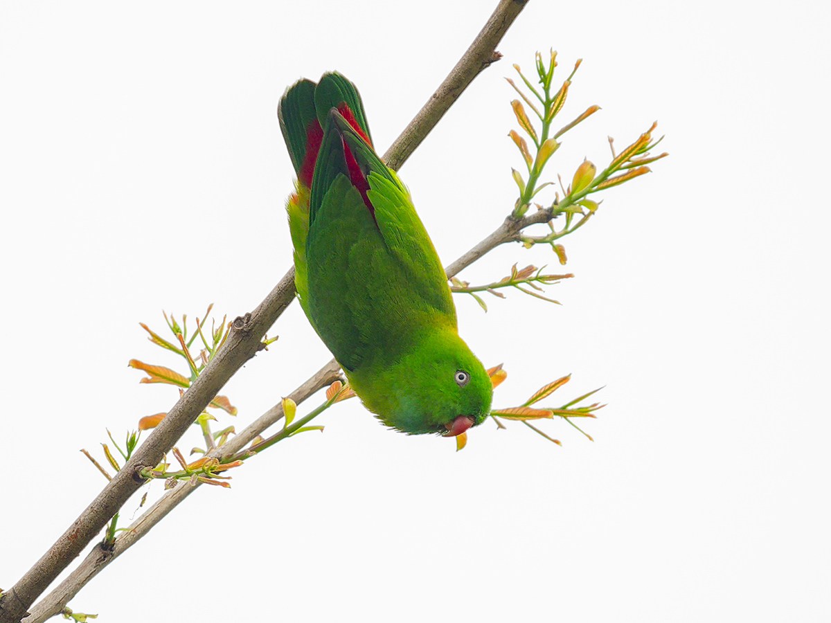 2025-04-07 022 Vernal Hanging Parrot.jpg
