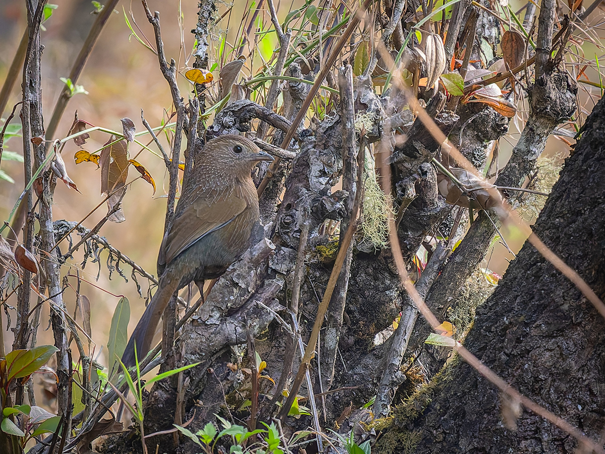 2025-04-08 007 Bhutan Laughingthrush.jpg