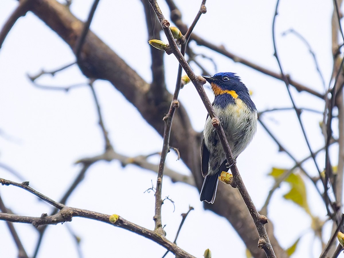 2025-04-08 030 Sapphire Flycatcher.jpg