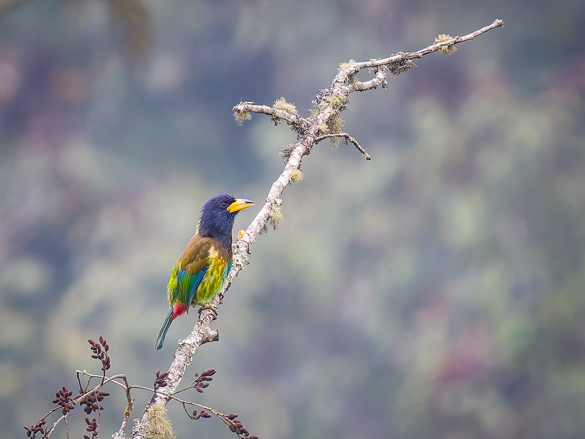 2025-04-08 051 Great Barbet.jpg