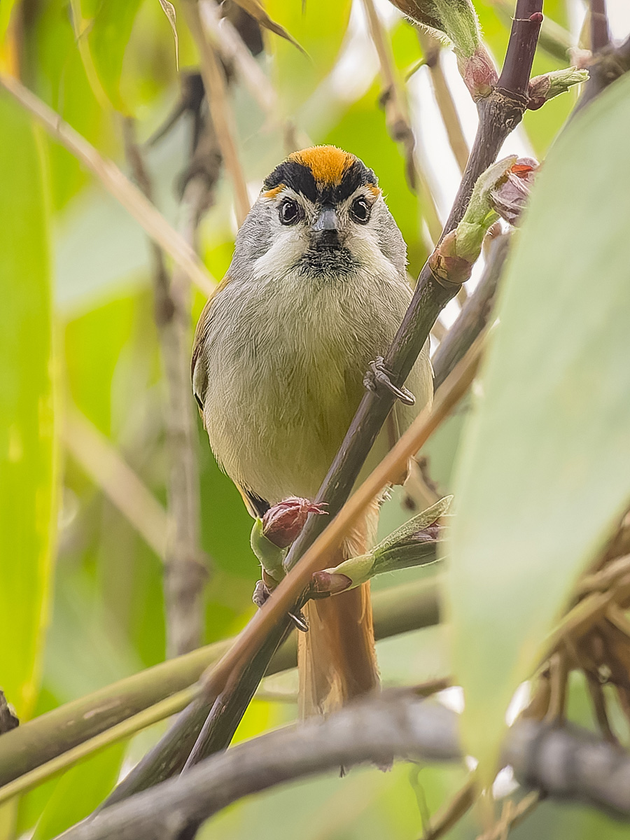 2025-04-08 059 Black-throated Parrotbill.jpg