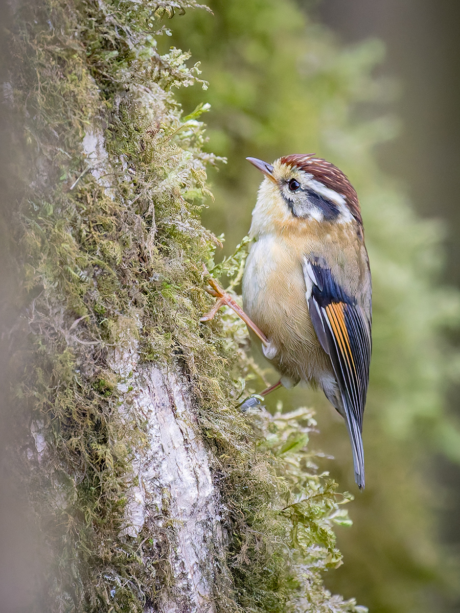 2025-04-09 009 Rufous-winged Fulvetta.jpg
