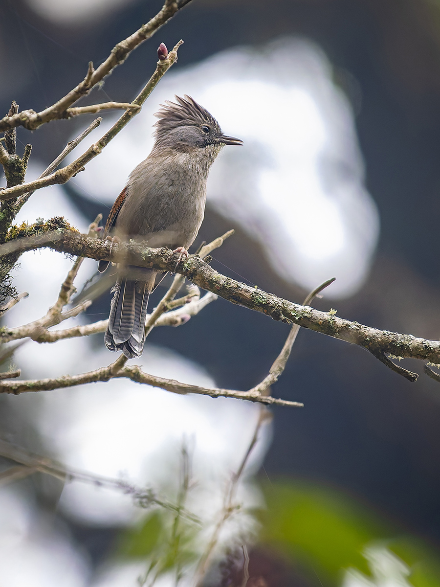2025-04-09 039 Hoary-throated Barwing.jpg