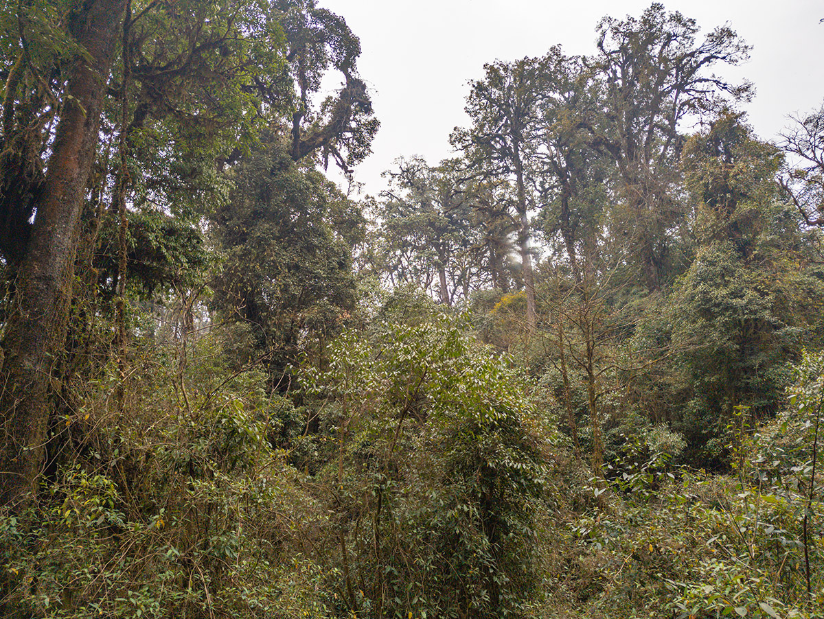 2025-04-09 048 Forest.jpg