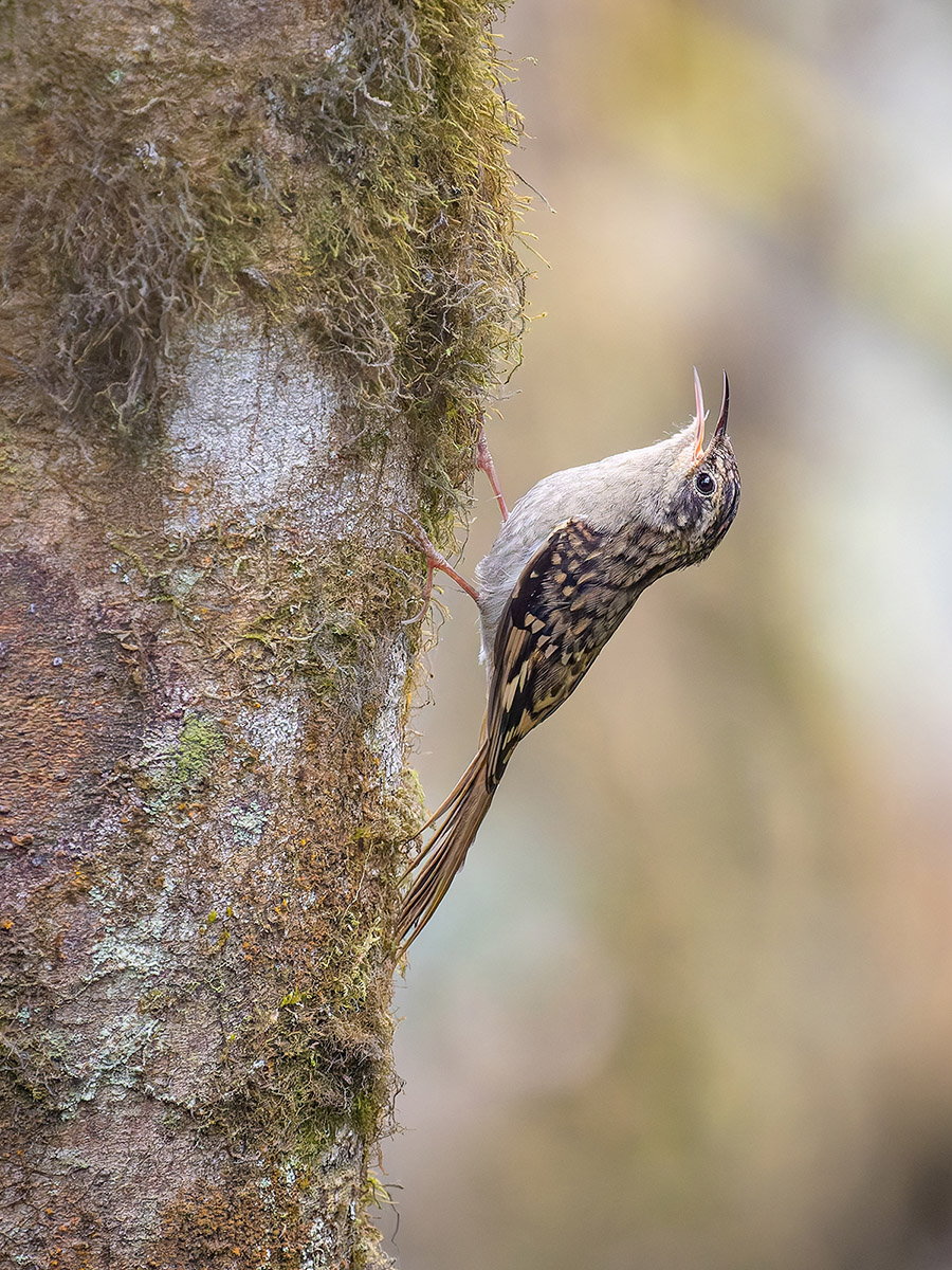 2025-04-09 052 Sikkim Treecreeper.jpg