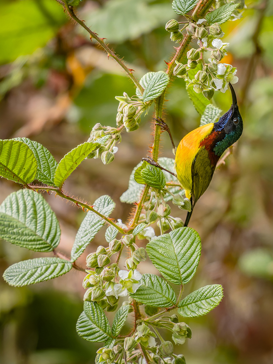 2025-04-10 025 Green-tailed Sunbird.jpg