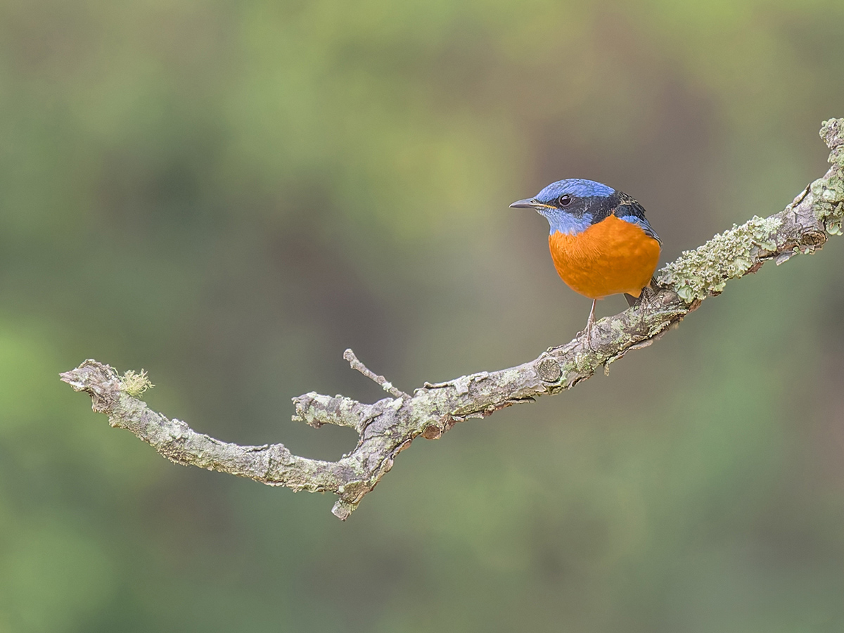 2025-04-11 04 Blue-capped Rock Thrush.jpg
