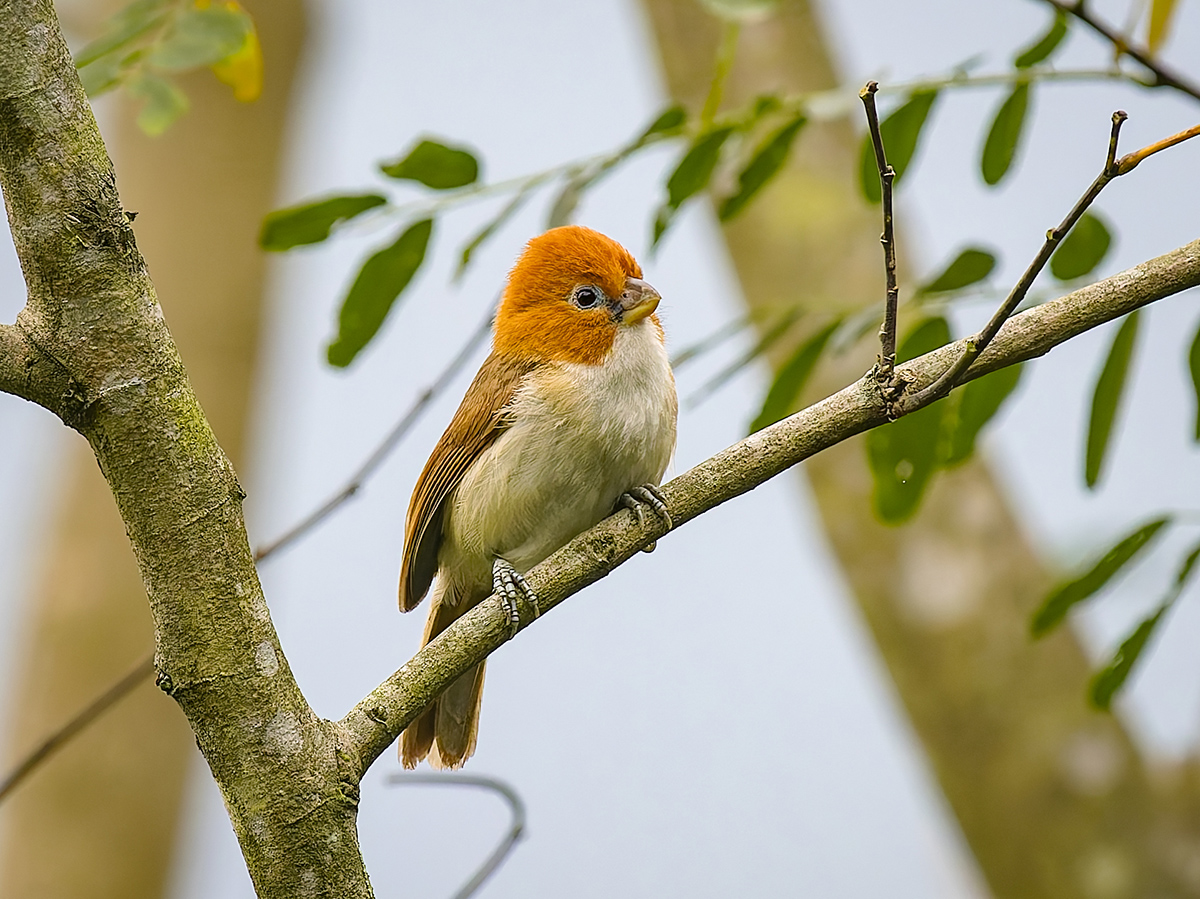 2025-04-11 13 White-breasted Parrotbill.jpg
