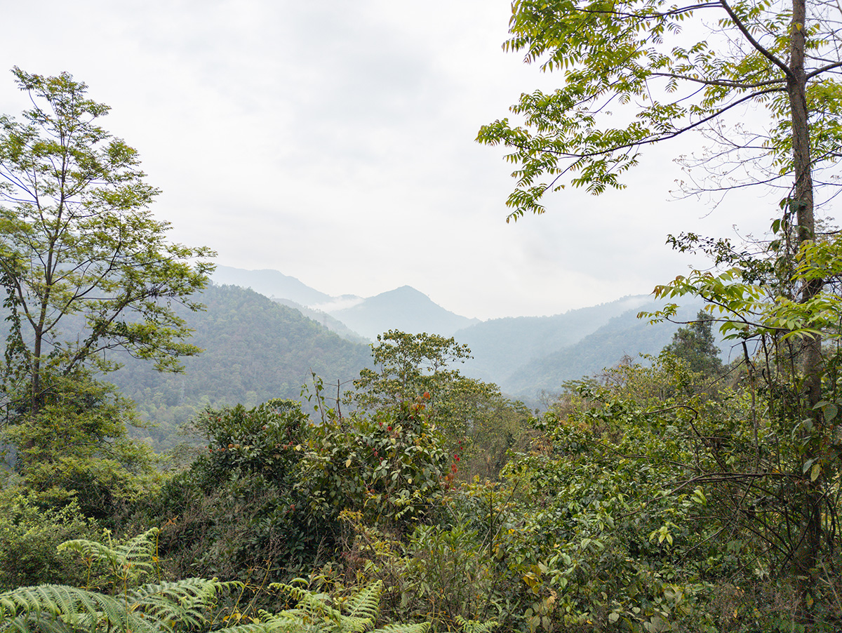 2025-04-11 21 Landscape.jpg