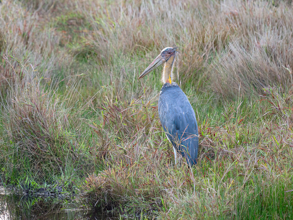 2025-04-14 003 Lesser Adjutant.jpg