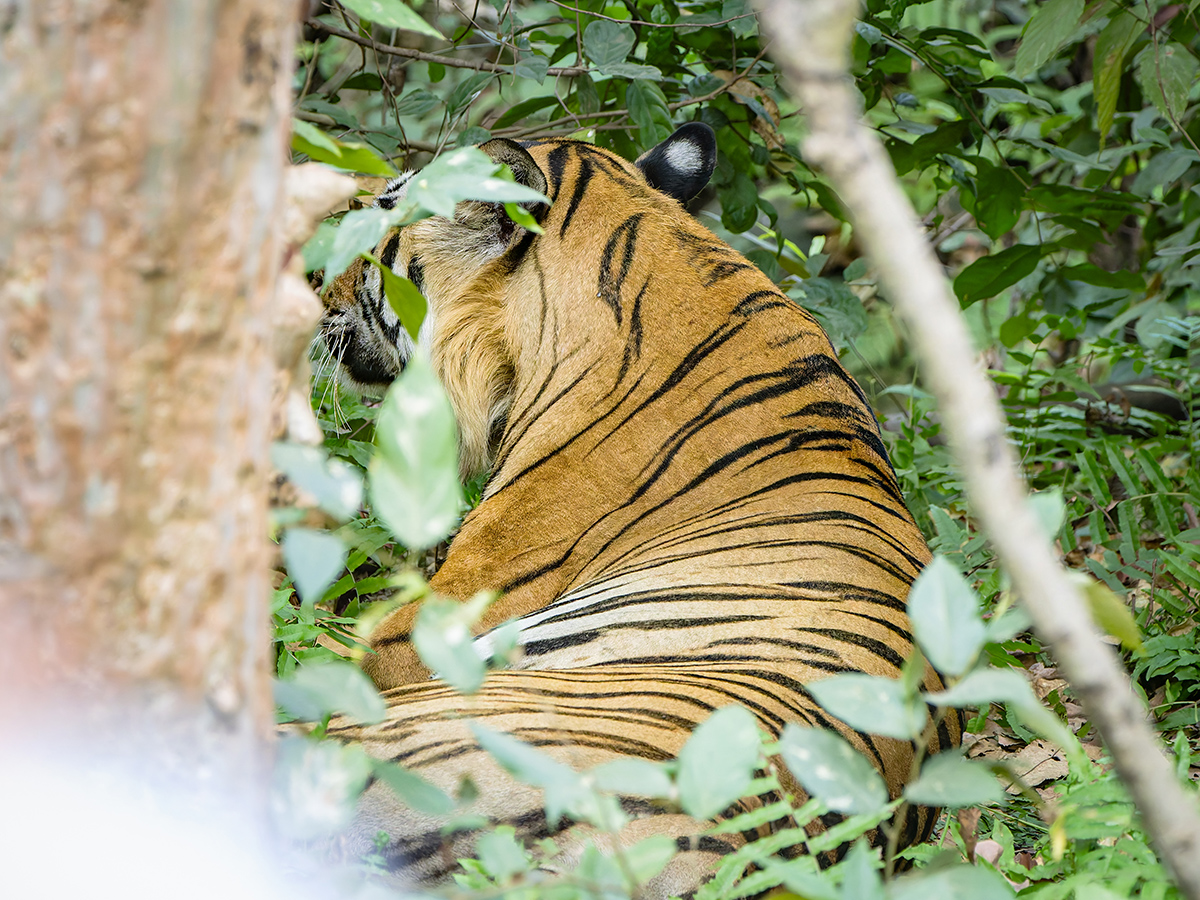 2025-04-14 017 Tiger.jpg