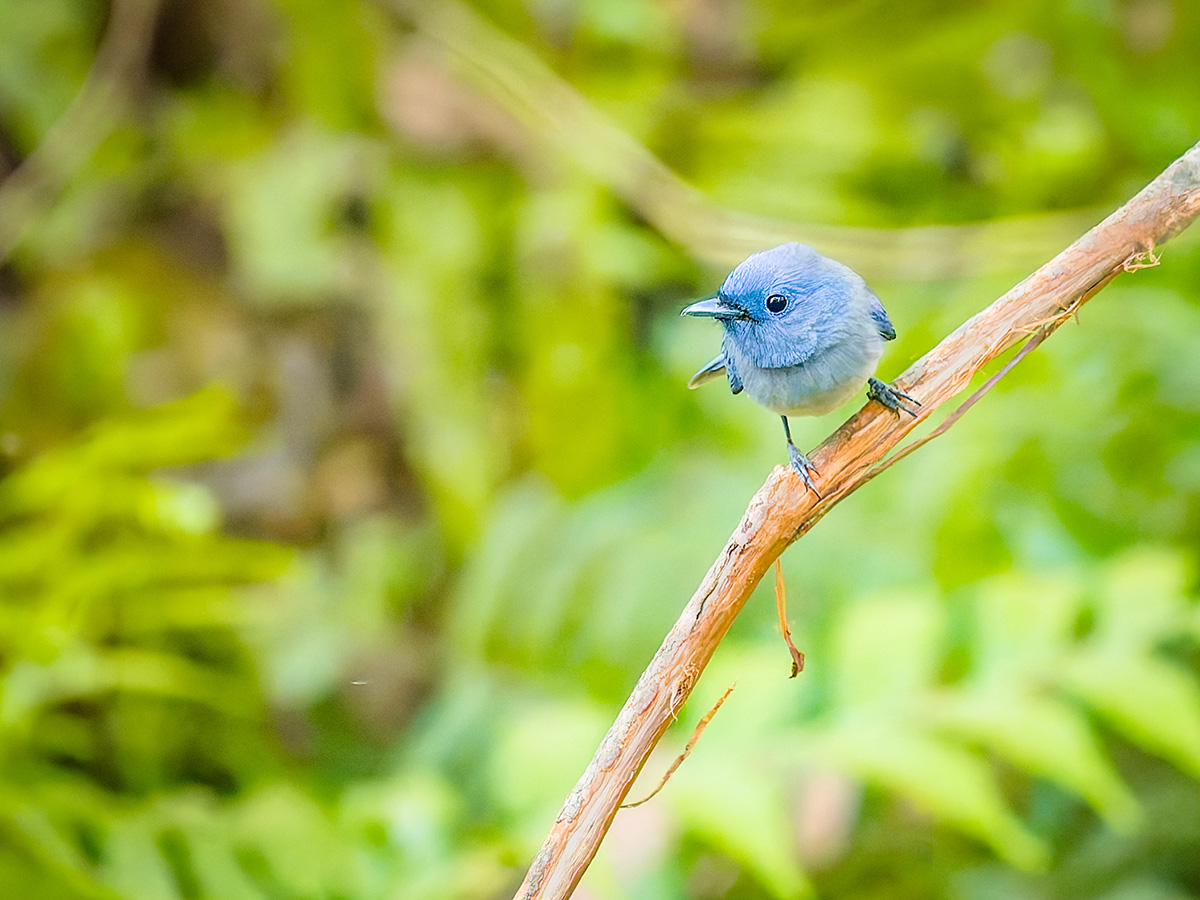 2025-04-14 021 Black-naped Monarch.jpg