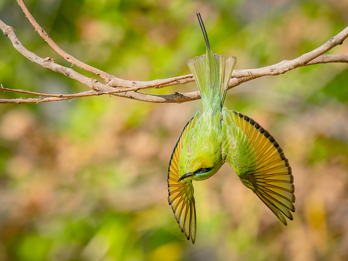2025-04-14 034 Asian Green Bee-eater in Flight.jpg