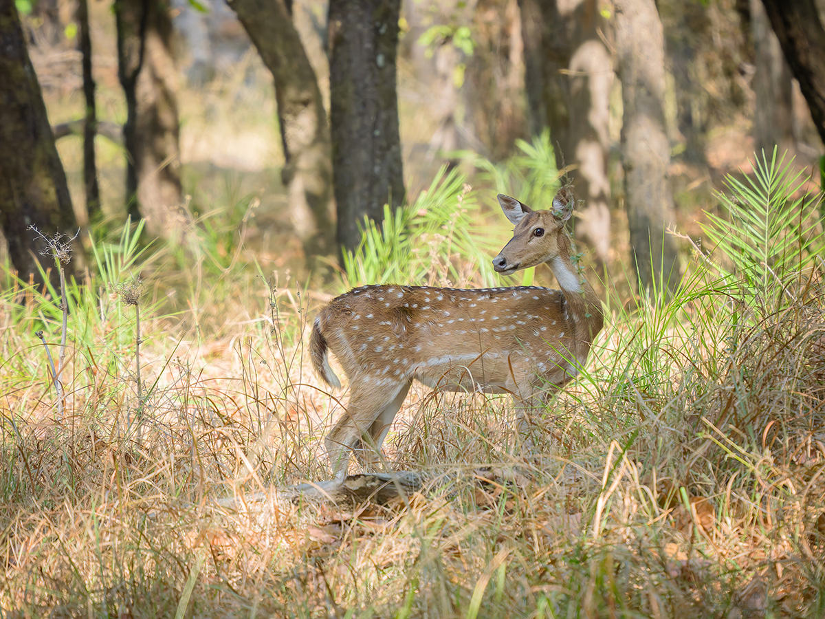 2025-04-14 045 Spotted Deer.jpg