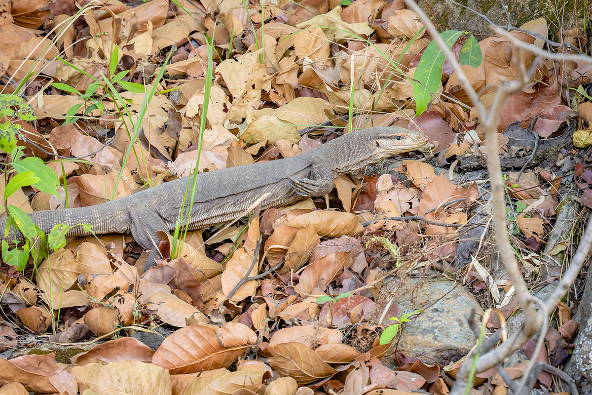 2025-04-14 075 Monitor Lizard.jpg