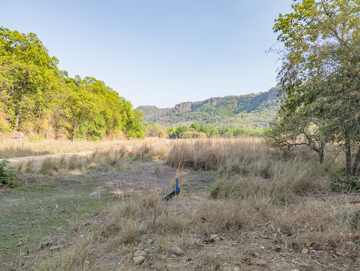 2025-04-14 084 Bandhavgarh Landscape.jpg