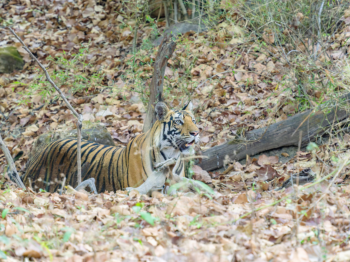 2025-04-14 088 Tiger.jpg