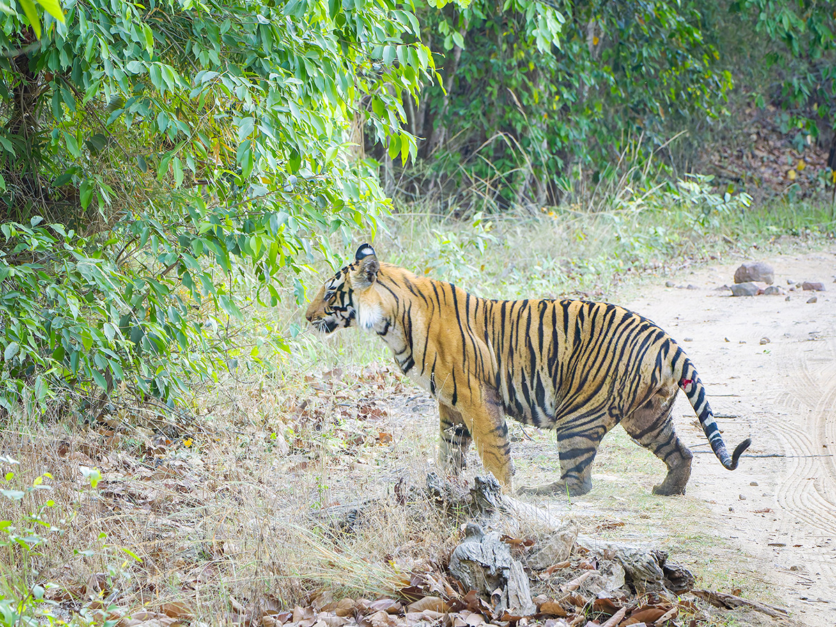 2025-04-14 092 Tiger.jpg