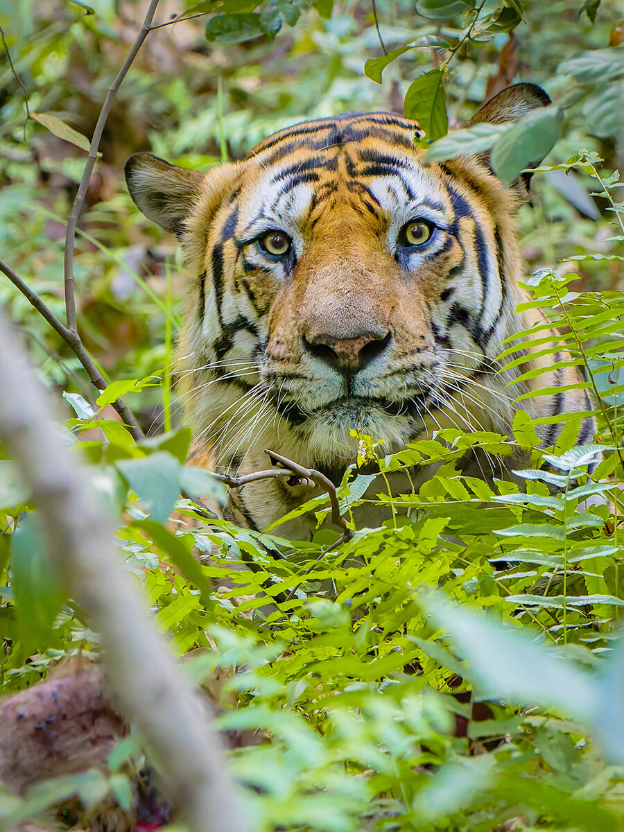 2025-04-14 101 Tiger.jpg
