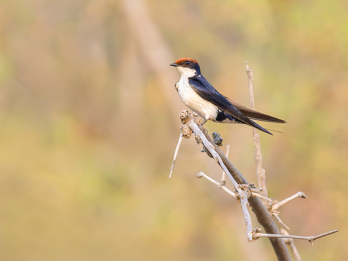2025-04-15 017 Wire-tailed Swallow.jpg