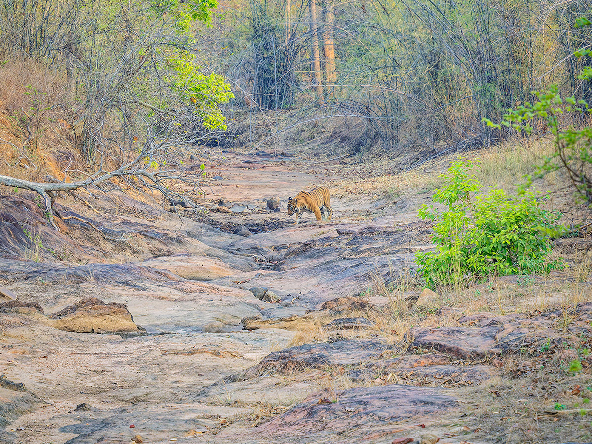 2025-04-15 020 Tiger.jpg