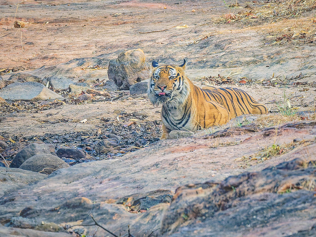 2025-04-15 023 Tiger.jpg