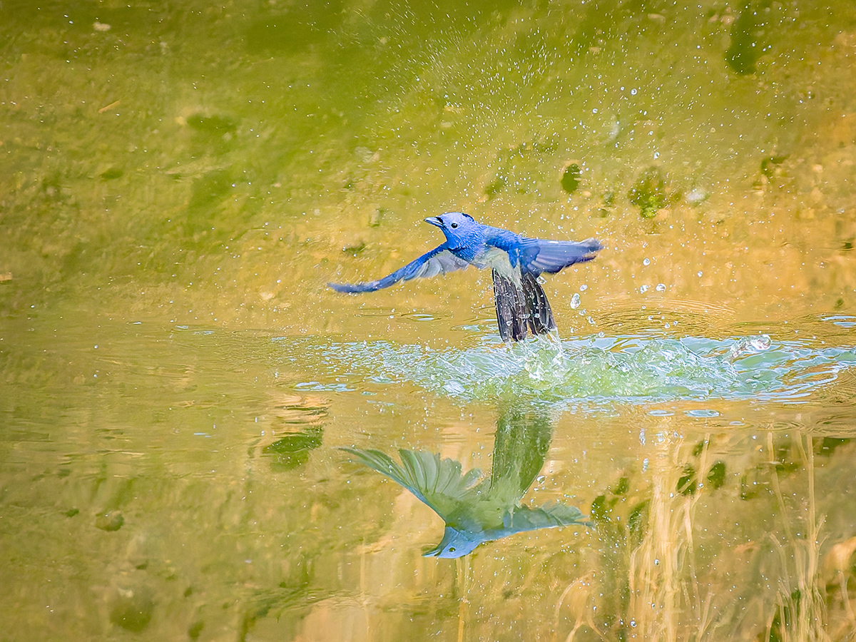2025-04-15 036 Black-naped Monarch in Flight.jpg