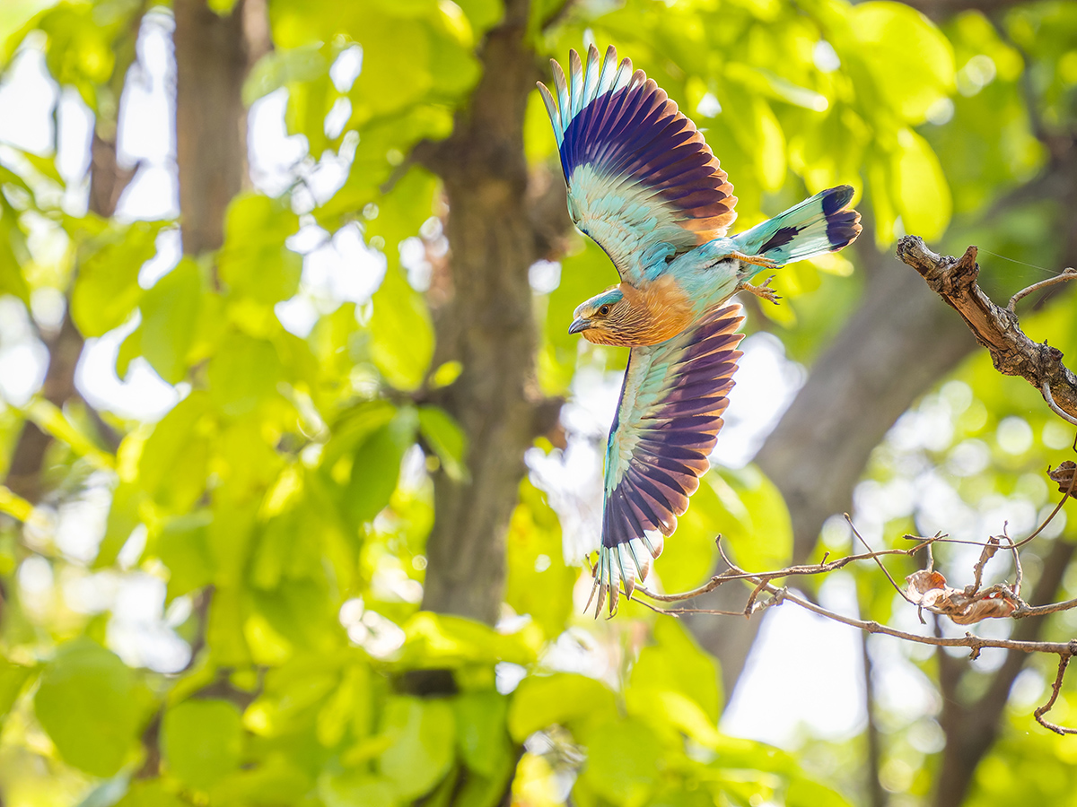 2025-04-15 048 Indian Roller in Flight.jpg