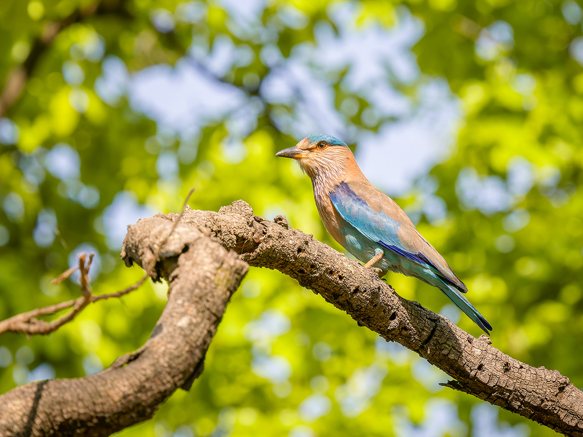 2025-04-15 050 Indian Roller.jpg