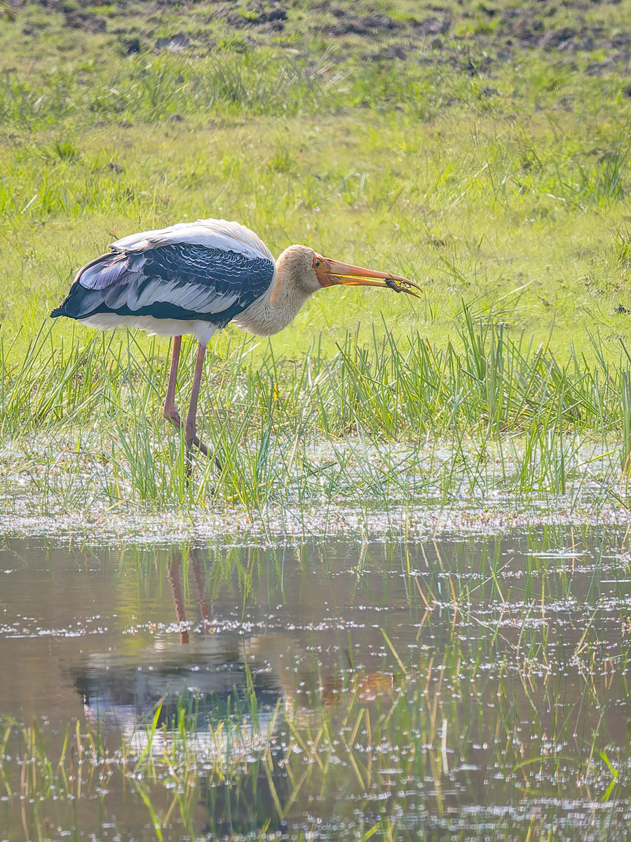 2025-04-15 063 Painted Stork.jpg
