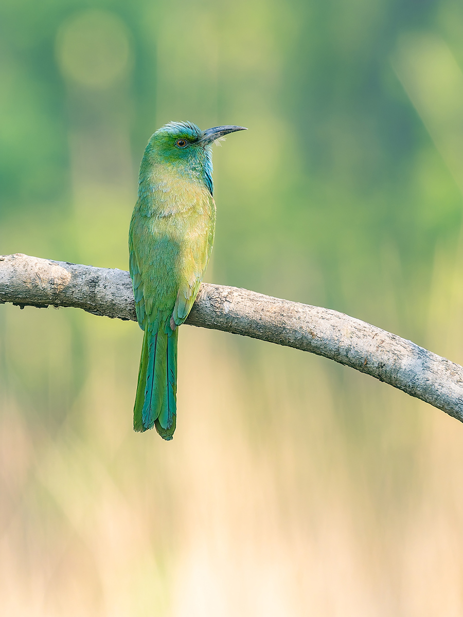 2025-04-15 069 Blue-bearded Bee-eater.jpg