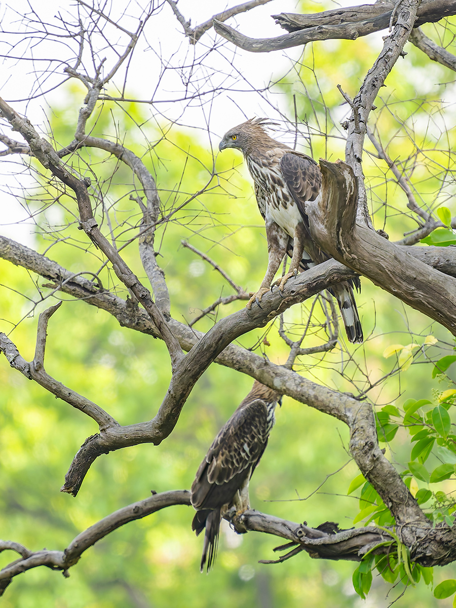 2025-04-15 070 Changeable Hawk-eagle.jpg