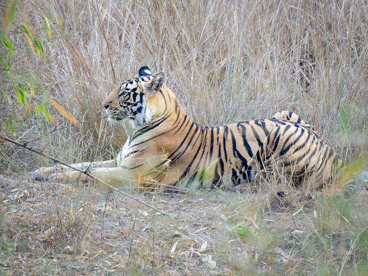 2025-04-16 001 Tiger.jpg