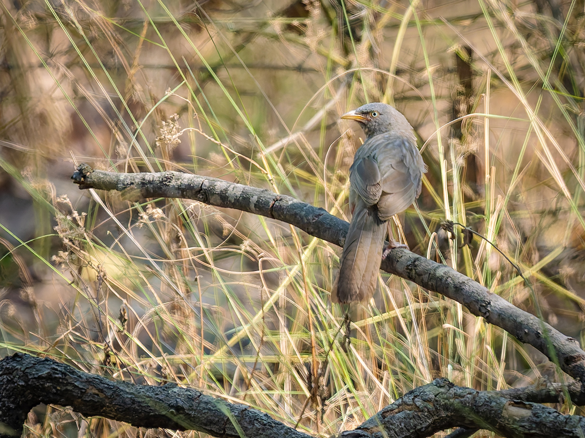 2025-04-16 036 Jungle Babbler.jpg