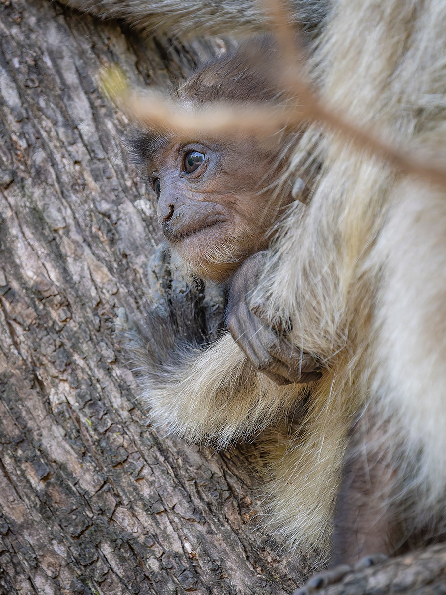 2025-04-16 041 Baby Grey Langur.jpg