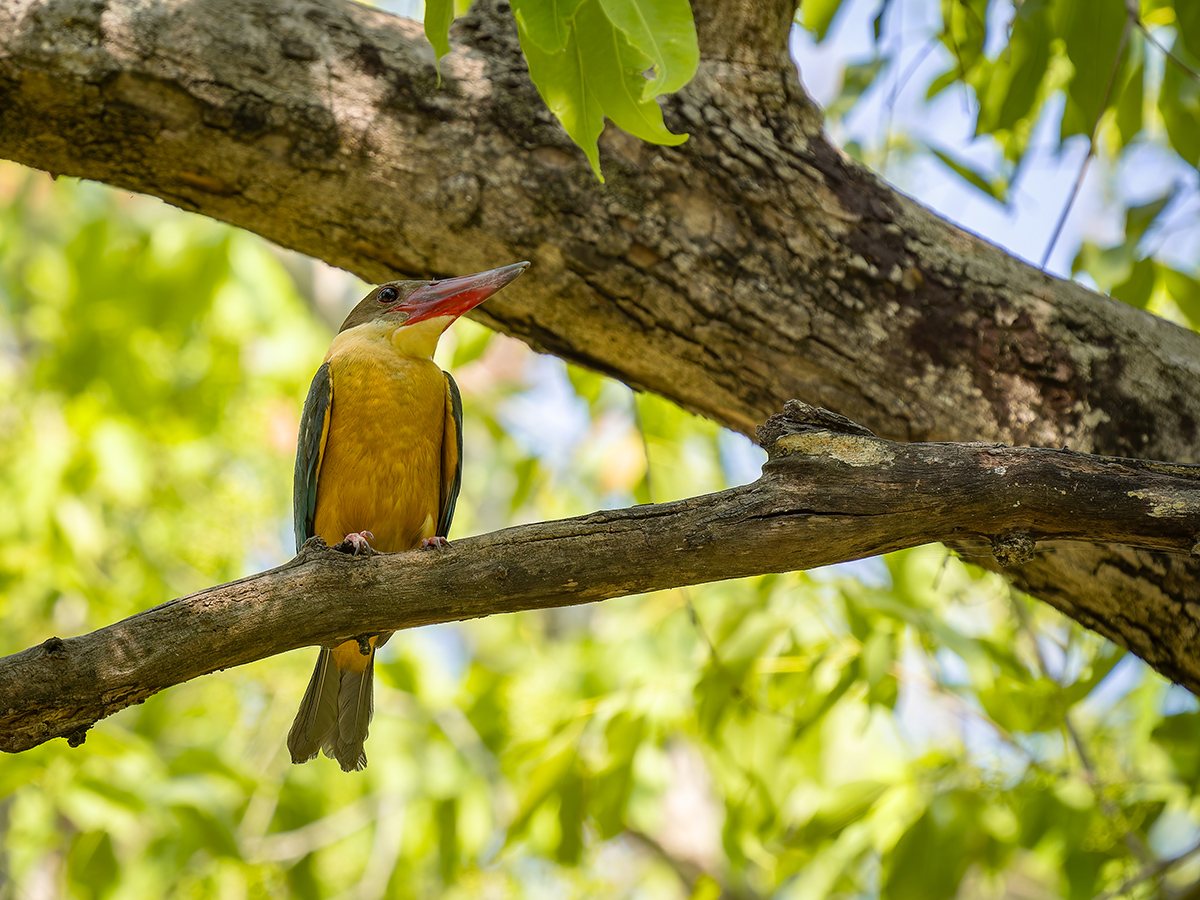 2025-04-16 050 Stork-billed Kingfisher.jpg