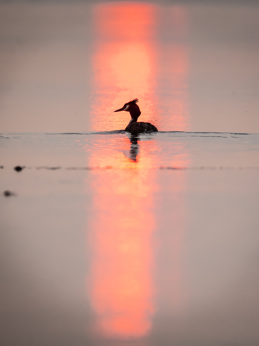 2025-06-13 010 Great Crested Grebe at Sunrise.jpg
