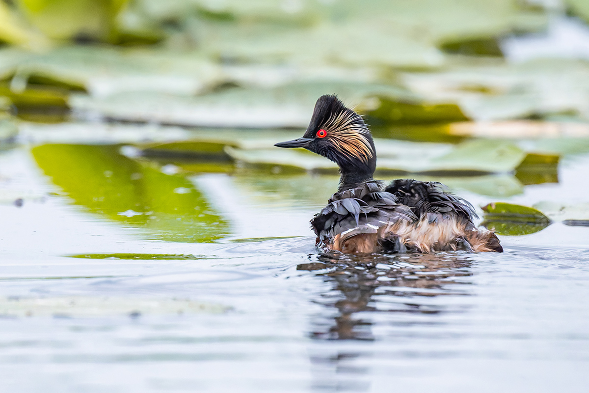 2025-06-13 025 Black-necked Grebe.jpg