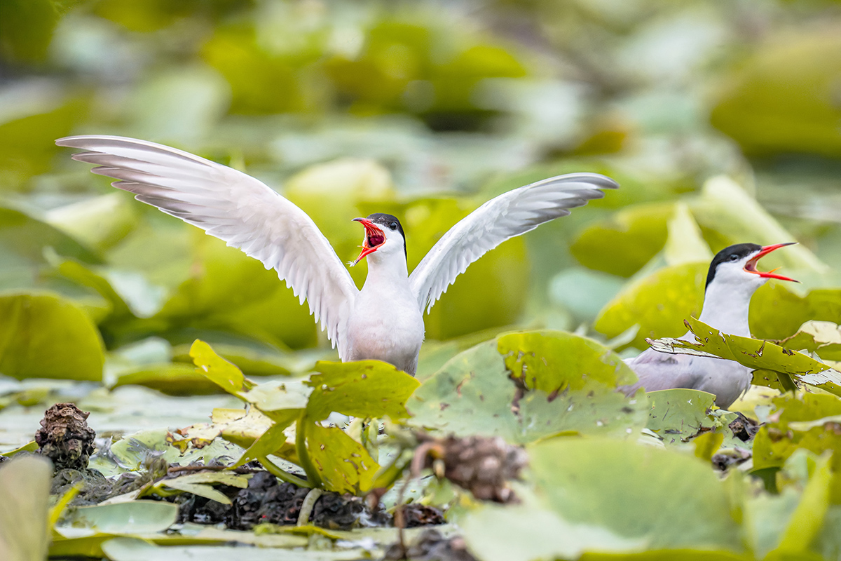 2025-06-13 029 Common Terns.jpg