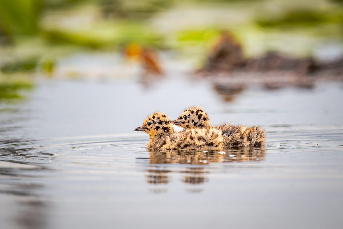 2025-06-13 069 Black-headed Gull Chicks.jpg