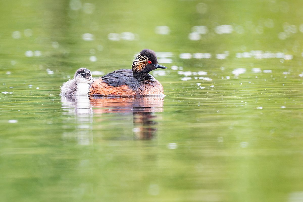 2025-06-13 074 Black-necked Grebe with Chick.jpg