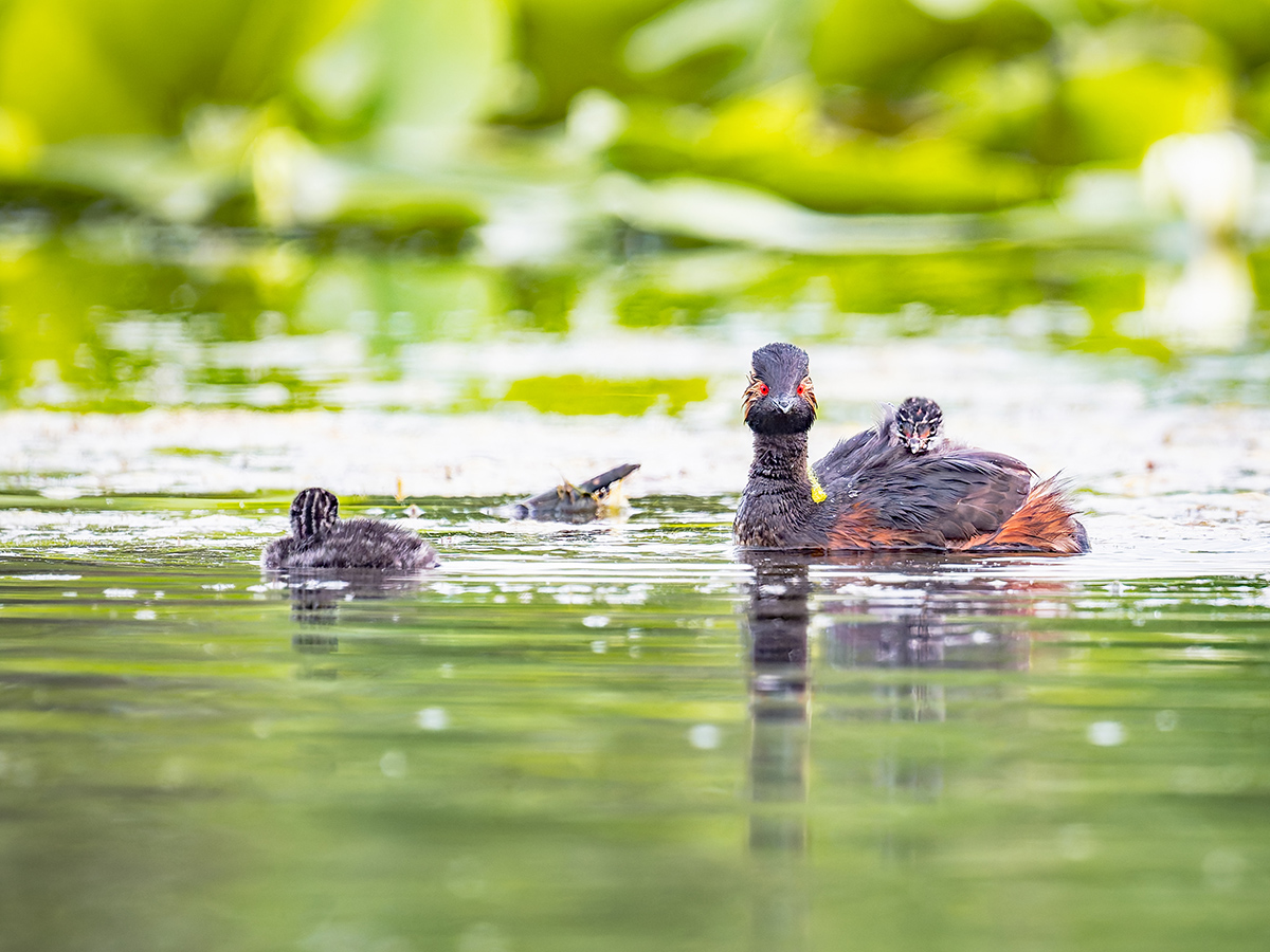 2025-06-13 077 Black-necked Grebe with Chick.jpg
