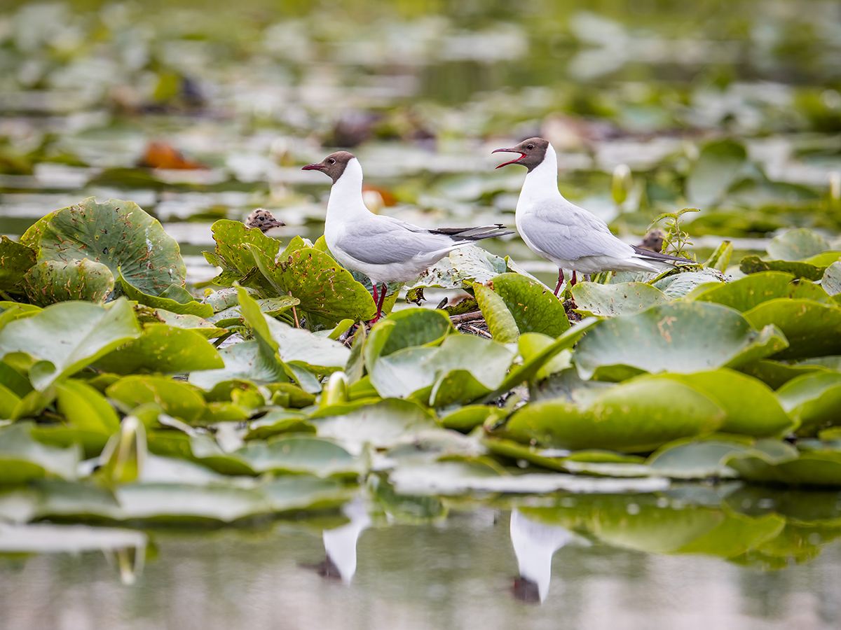 2025-06-13 082 Black-headed Gulls.jpg