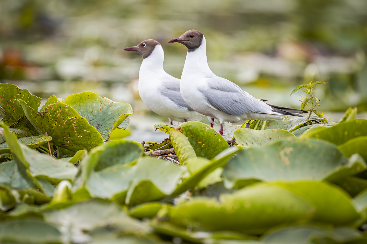 2025-06-13 083 Black-headed Gulls.jpg