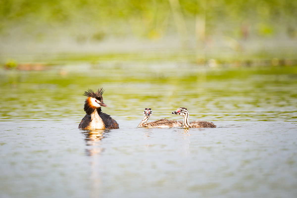 2025-06-13 107 Great Crested Grebe with Chicks.jpg