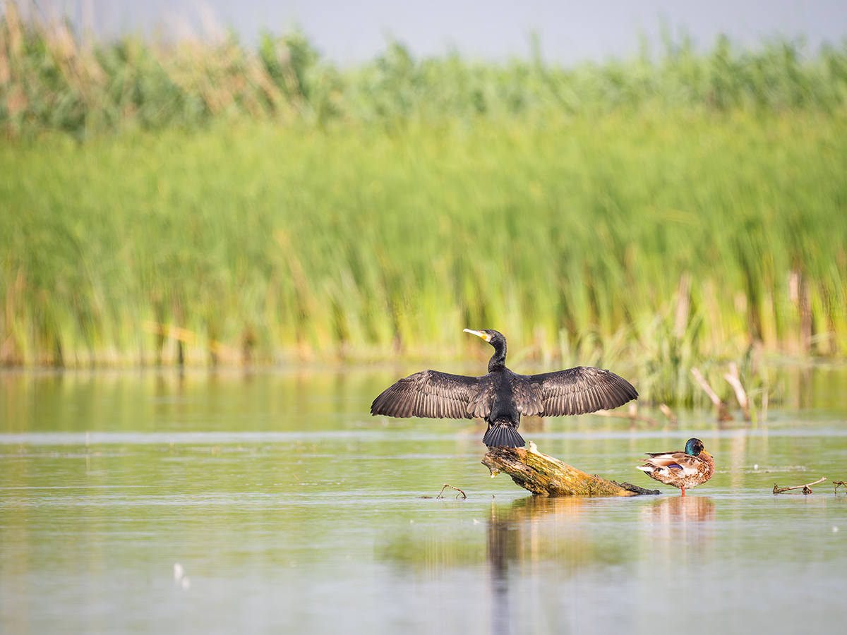 2025-06-13 112 Great Cormorant and Mallard.jpg