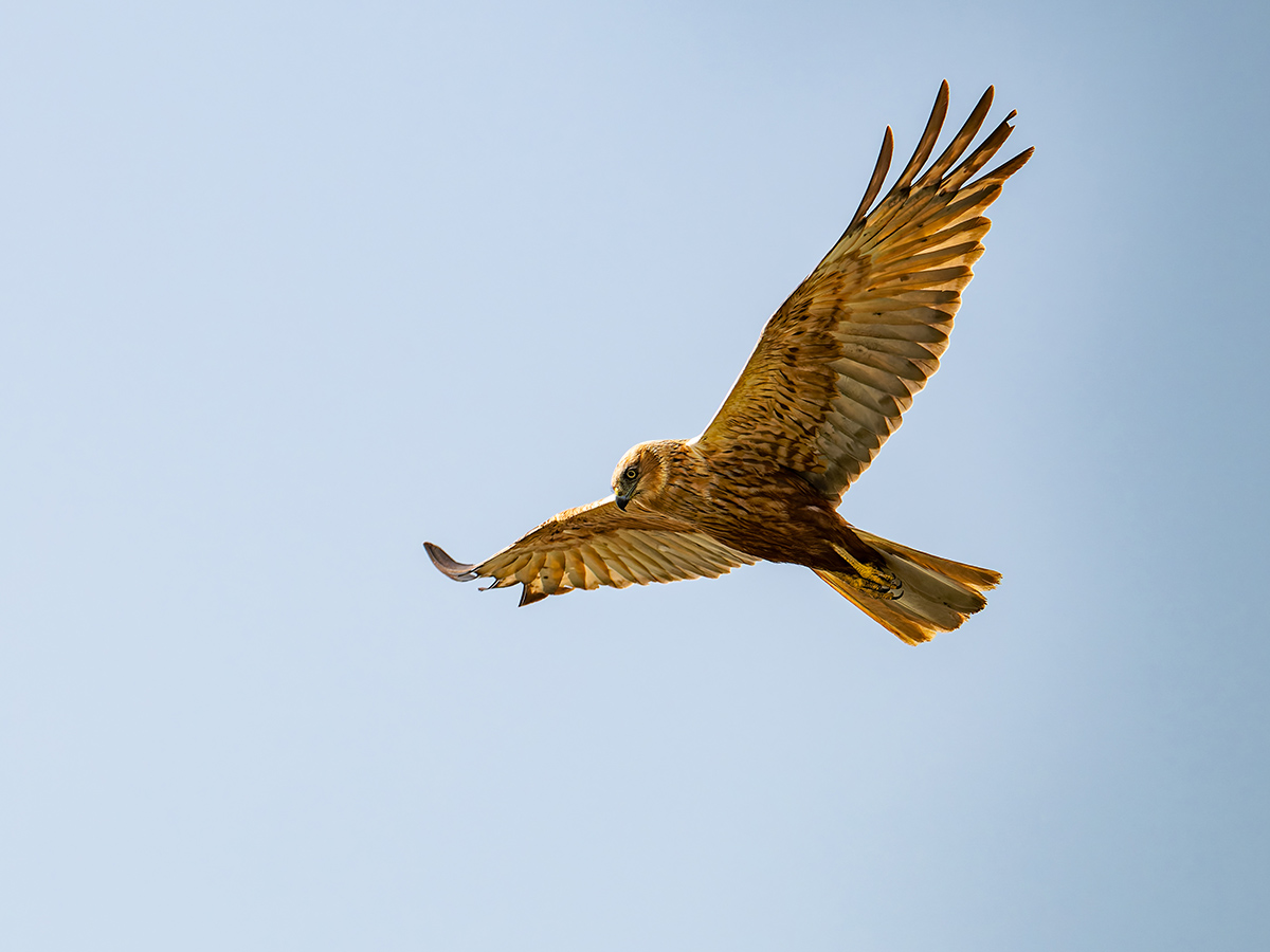 2025-06-13 130 Western Marsh-Harrier in Flight.jpg