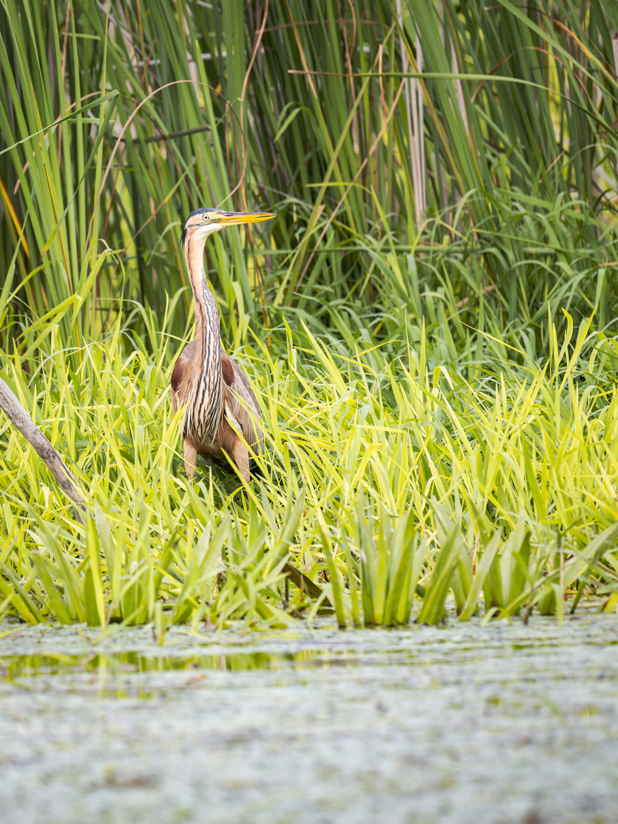 2025-06-13 131 Purple Heron.jpg