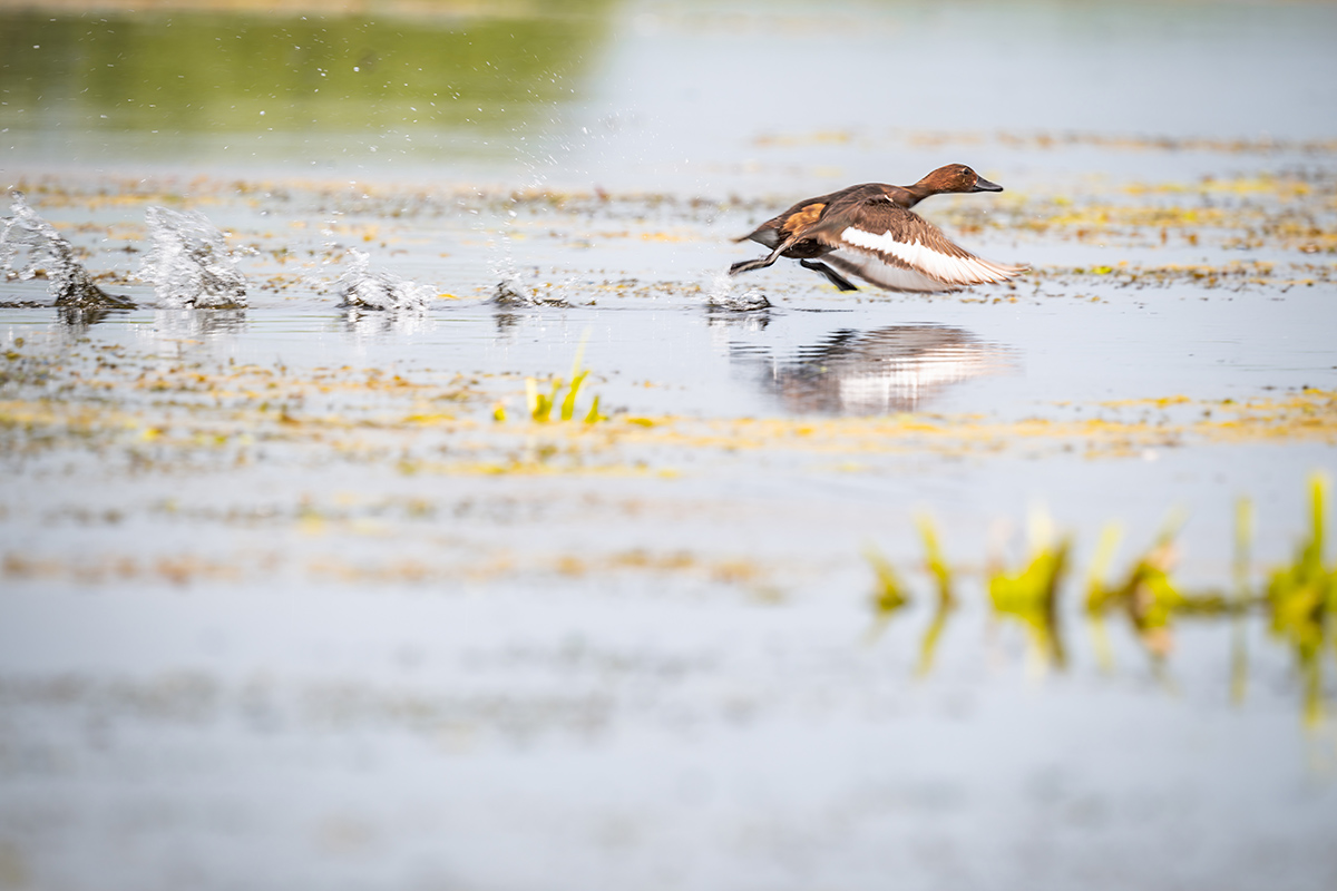2025-06-13 149 Ferruginous Duck in Flight.jpg